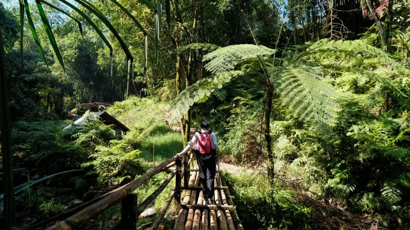 Viaggiare nella foresta senza lasciare traccia: il turismo responsabile secondo Hotel La Selva